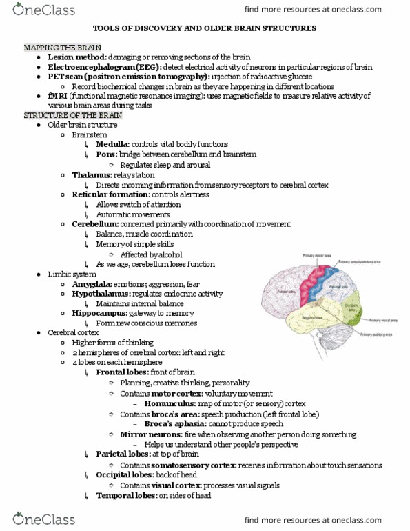 01:830:101 Lecture Notes - Lecture 4: Frontal Lobe, Auditory Cortex, Visual Cortex thumbnail