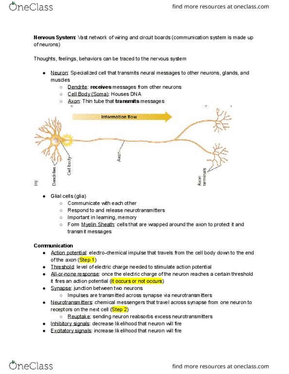 01:830:101 Lecture Notes - Lecture 2: Neuroglia, Action Potential, Reuptake thumbnail