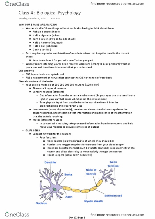 PSY 102 Lecture Notes - Lecture 3: Axon Terminal, Myelin, Temporal Lobe thumbnail