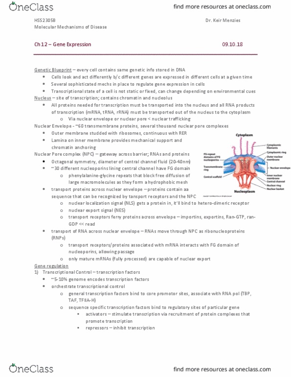 HSS 2305 Lecture Notes - Lecture 7: Nuclear Export Signal, Van Der Waals Force, Nuclear Localization Sequence thumbnail