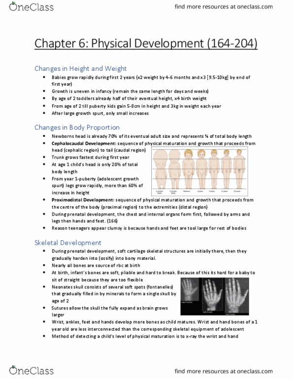 PSYC 2450 Chapter Notes - Chapter 6: Skeletal Muscle, Muscular Development, Myocyte thumbnail