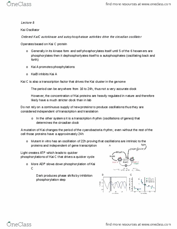 PSY397H1 Lecture Notes - Lecture 8: Circadian Clock, Kaic, Cryptochrome thumbnail