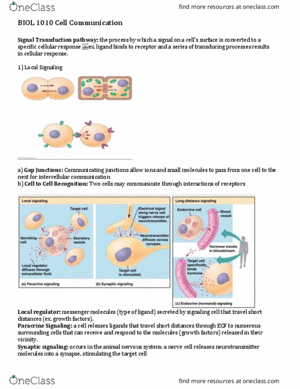 BIOL 1010 Lecture Notes - Lecture 7: Signal Transduction, Codocyte, Autophagy thumbnail