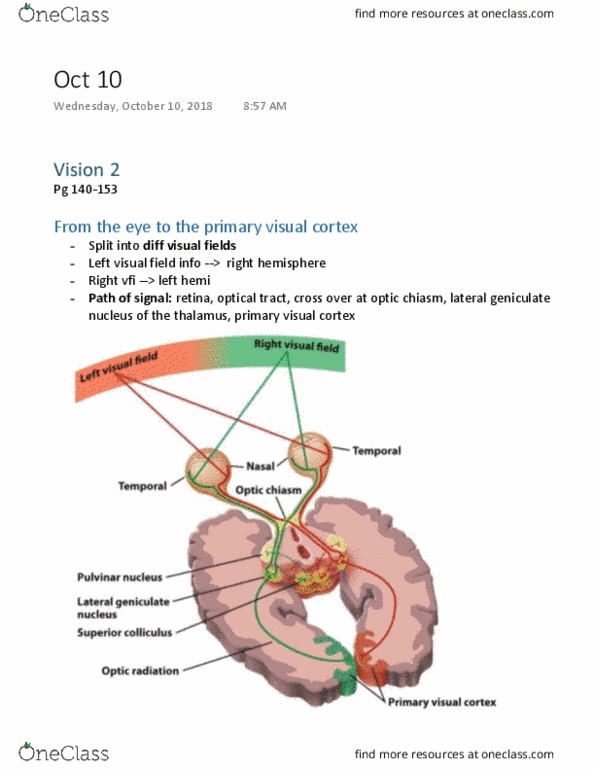 PSYC 101 Lecture Notes - Lecture 16: Lateral Geniculate Nucleus, Optic Chiasm, Visual Cortex cover image