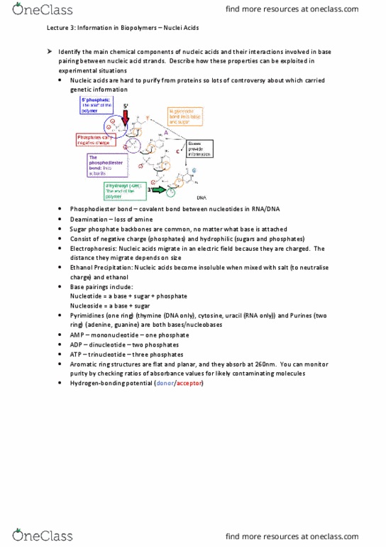 BIOL1007 Lecture Notes - Lecture 3: Phosphodiester Bond, Deamination, Nucleoside thumbnail