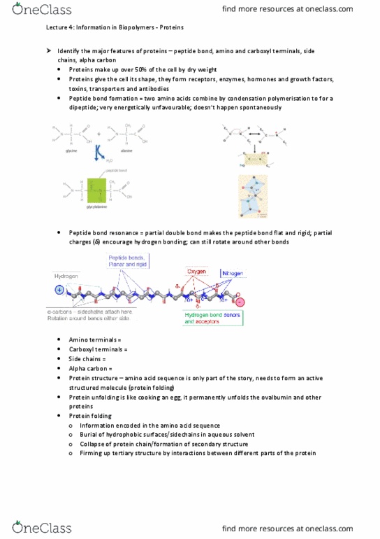BIOL1007 Lecture Notes - Lecture 4: Amide, Peptide Bond, Polymerization thumbnail