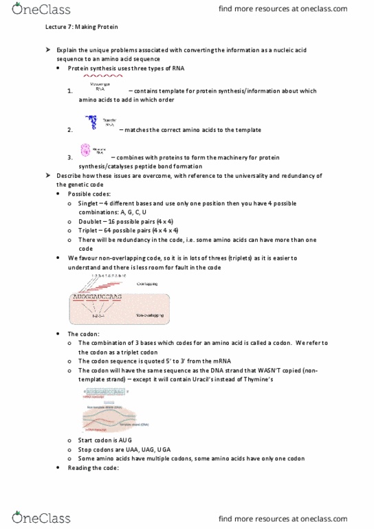 BIOL1007 Lecture Notes - Lecture 7: Start Codon, Dipeptide, Hydrolysis thumbnail