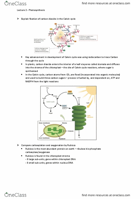 BIOL1007 Lecture Notes - Lecture 9: Light-Independent Reactions, Chloroplast Dna, Carbon Fixation thumbnail
