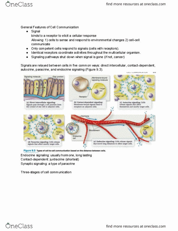 BIOL 2003 Lecture Notes - Lecture 4: Endocrine System, Cell Signaling, Paracrine Signalling thumbnail