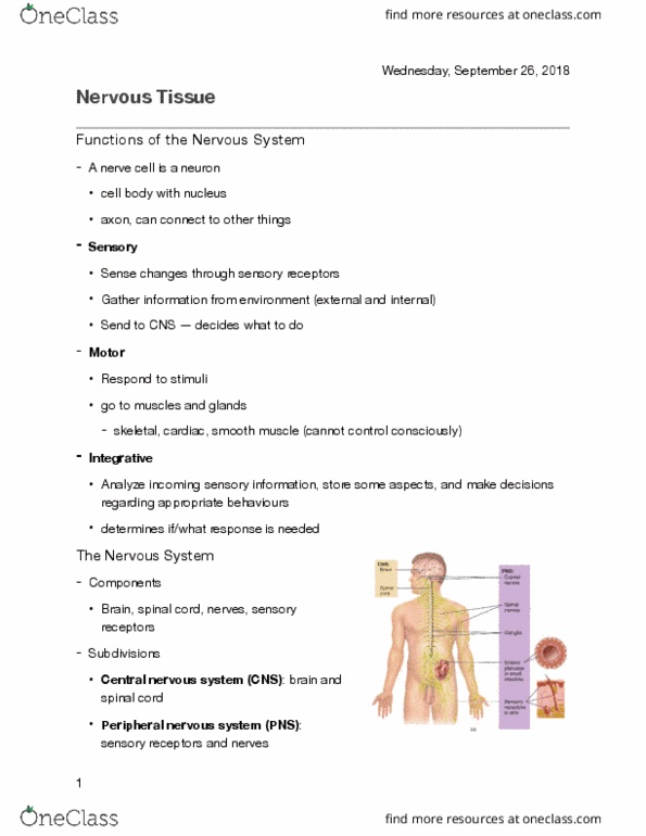 KINESIOL 1Y03 Lecture Notes - Lecture 6: Central Nervous System, Peripheral Nervous System, Spinal Nerve thumbnail