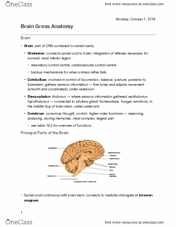 KINESIOL 1Y03 Lecture Notes - Lecture 7: Foramen Magnum, Medulla Oblongata, Cranial Cavity thumbnail