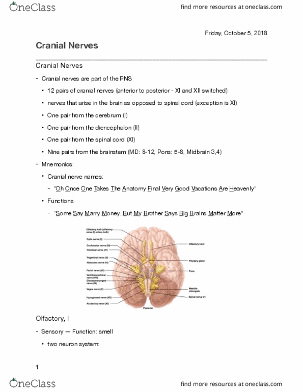 KINESIOL 1Y03 Lecture Notes - Lecture 8: Diencephalon, Midbrain, Brainstem thumbnail