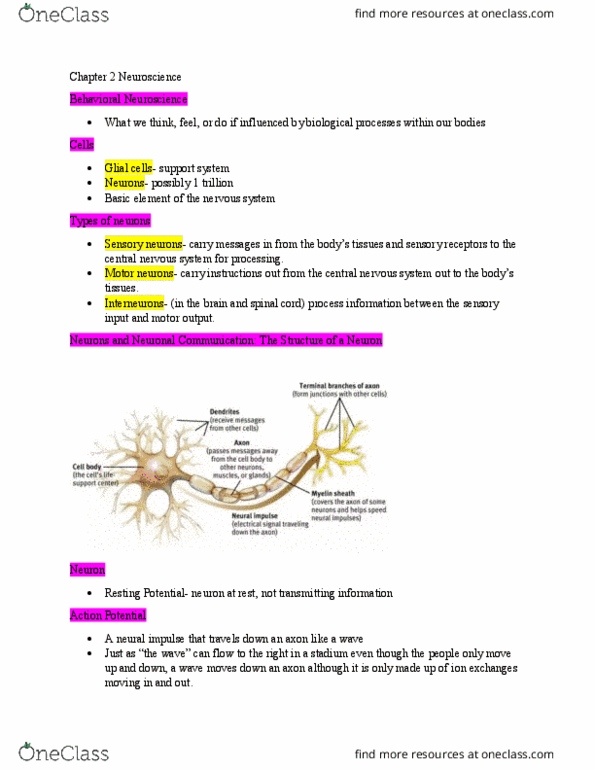 PSYC 100 Lecture Notes - Lecture 2: Neuroglia, Reuptake, Blood Sugar thumbnail