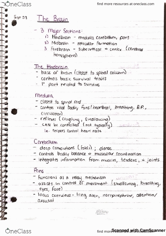 PS101 Lecture 4: PS101 Lecture Notes - The Brain thumbnail