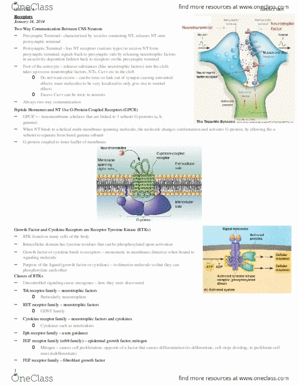 LIFESCI 3B03 Lecture Notes - Neurotrophin-3, Brain-Derived Neurotrophic Factor, Glial Cell Line-Derived Neurotrophic Factor thumbnail