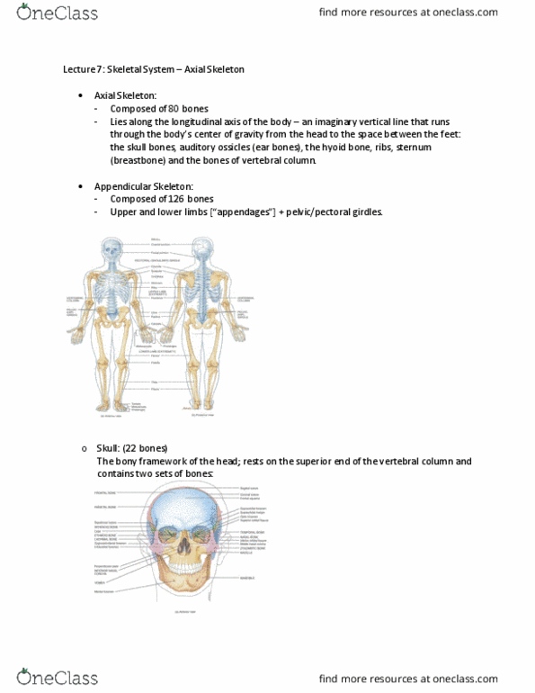 ANAT 1010 Lecture Notes - Lecture 7: External Occipital Protuberance, Sphenoidal Sinus, Mandibular Fossa thumbnail