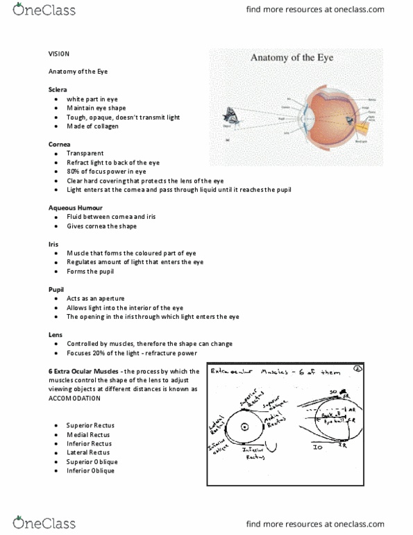 PSYO 1011 Lecture Notes - Lecture 11: Inferior Rectus Muscle, Superior Rectus Muscle, Color Vision cover image