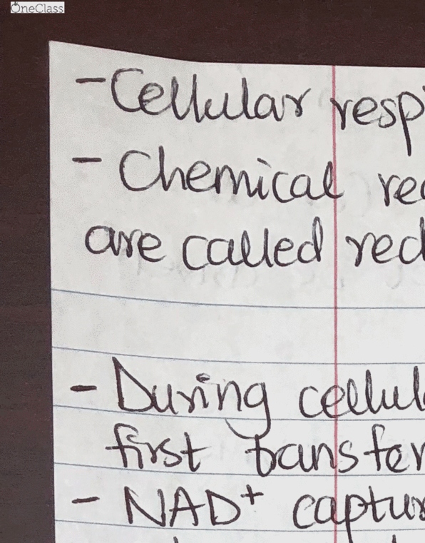 BIOL 1020 Lecture 17: Cellular Respiration (2) cover image