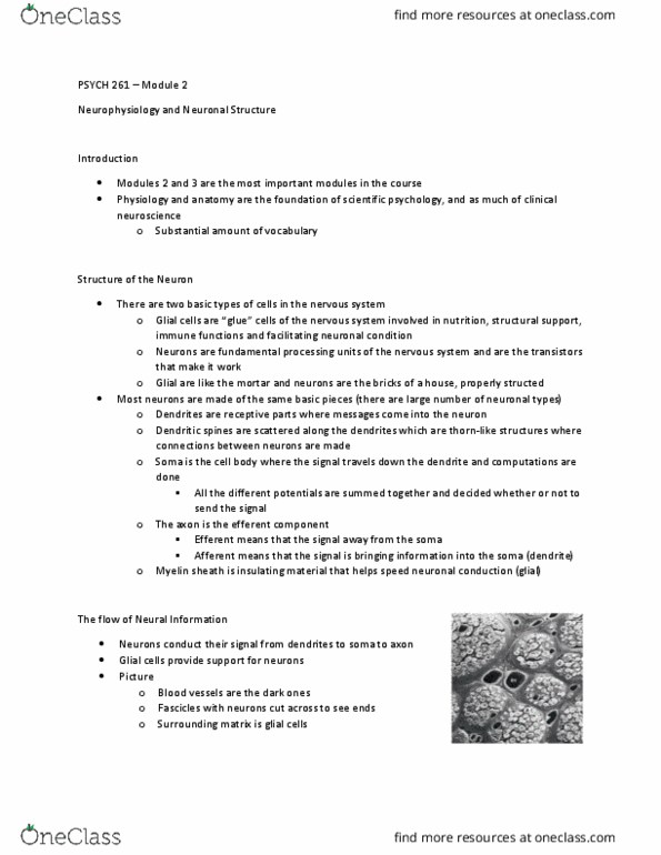 PSYCH261 Lecture Notes - Lecture 2: Neuroglia, Myelin, Messenger Rna thumbnail