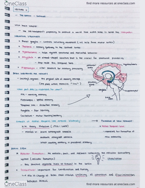 01:830:101 Lecture 11: General Psychology - Brain pt.2 Page 1 cover image