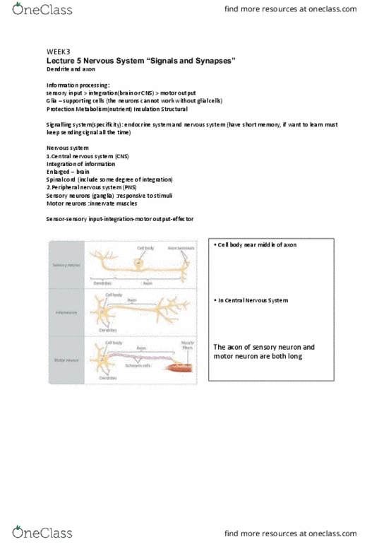 BIO1022 Lecture Notes - Lecture 9: Central Nervous System, Motor Neuron, Sensory Neuron thumbnail