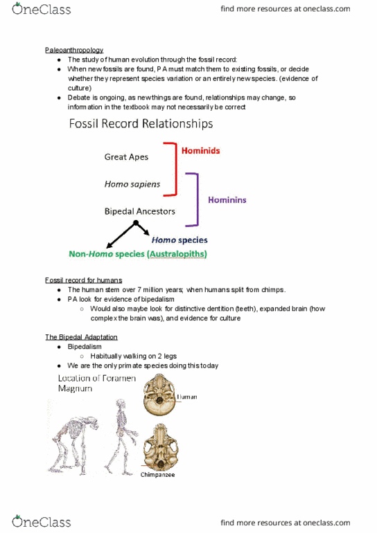 Anthropology 1020E Lecture Notes - Lecture 5: Hominidae, Bipedalism, Paleoanthropology thumbnail