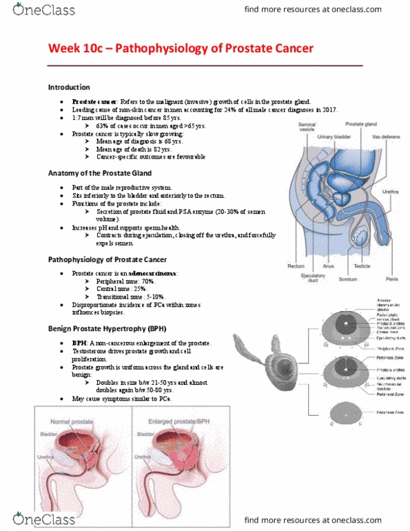 EHR523 Lecture Notes - Lecture 10: Prostate Cancer, Prostate, Male Reproductive System thumbnail