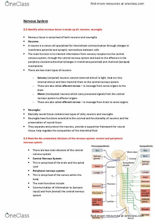 BIOL121 Lecture Notes - Lecture 10: Central Nervous System, Peripheral Nervous System, Efferent Nerve Fiber thumbnail