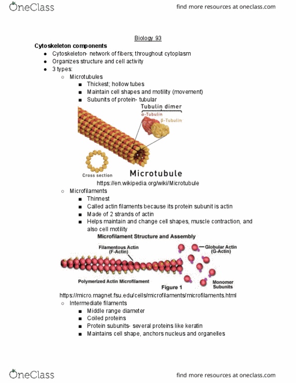 BIO SCI 93 Lecture Notes - Lecture 7: Protein Subunit, Cytoskeleton, Keratin thumbnail