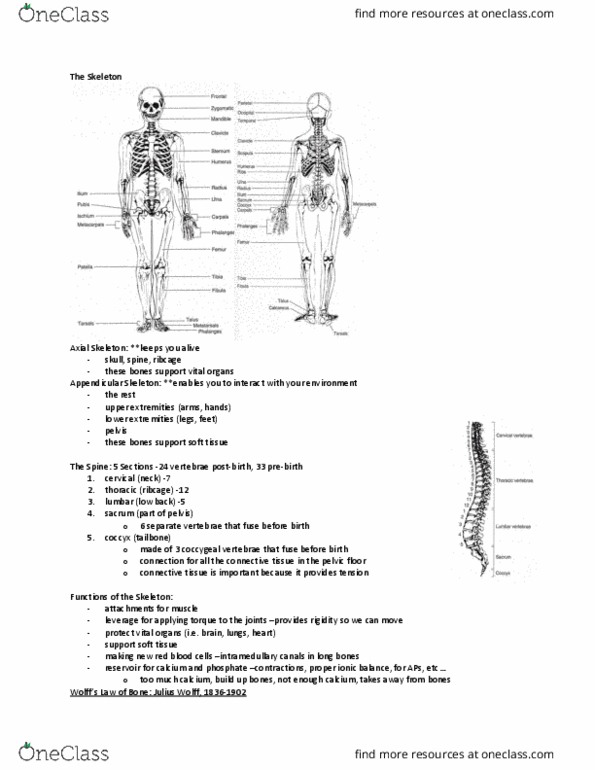 Kinesiology 2241A/B Lecture Notes - Lecture 2: Pelvic Floor, Vertebra, Long Bone thumbnail