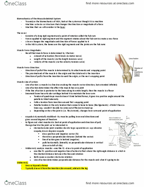 Kinesiology 2241A/B Lecture Notes - Lecture 11: Patellar Ligament, Tuberosity Of The Tibia, Sternoclavicular Joint thumbnail