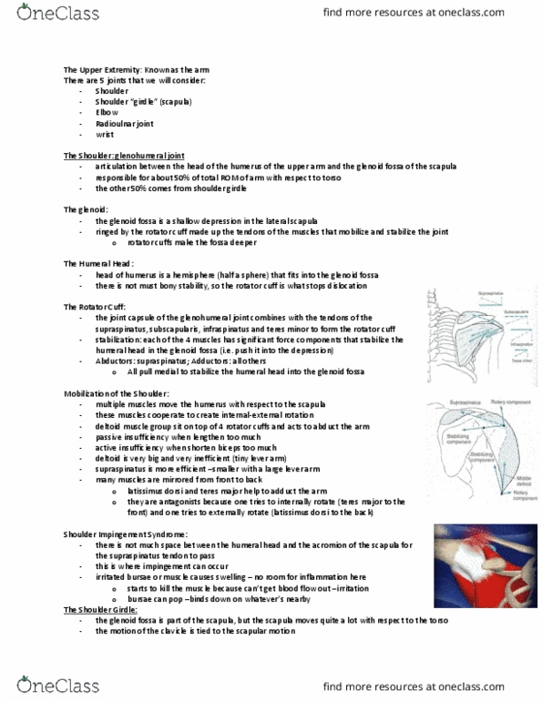 Kinesiology 2241A/B Lecture Notes - Lecture 12: Latissimus Dorsi Muscle, Rotator Cuff Tear, Shoulder Girdle thumbnail