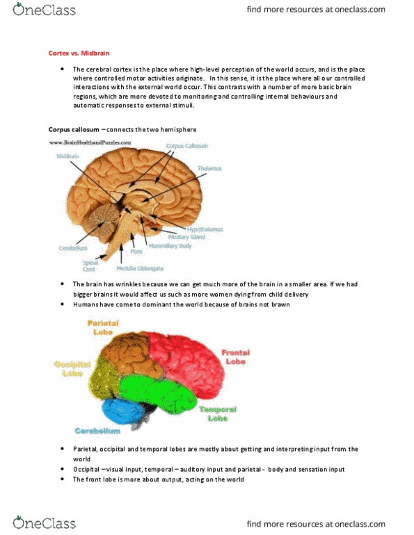 PSYA01H3 Lecture Notes - Lecture 8: Corpus Callosum, Occipital Lobe, Parietal Lobe thumbnail
