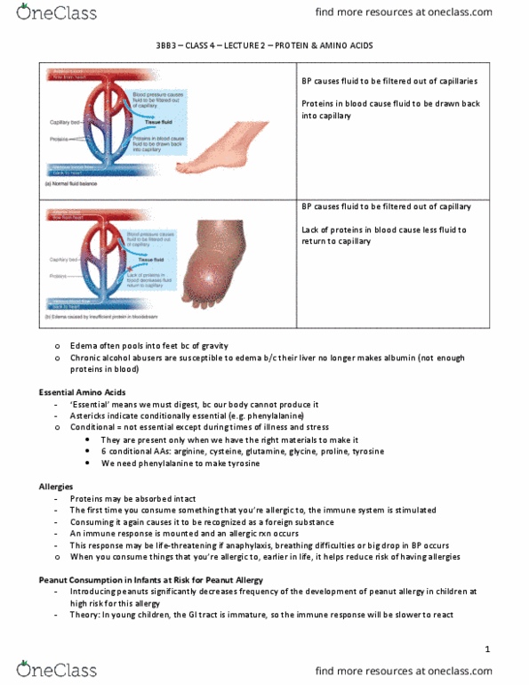 HTHSCI 3BB3 Lecture Notes - Lecture 4: Phenylalanine, Emd 710, Phenylalanine Hydroxylase thumbnail