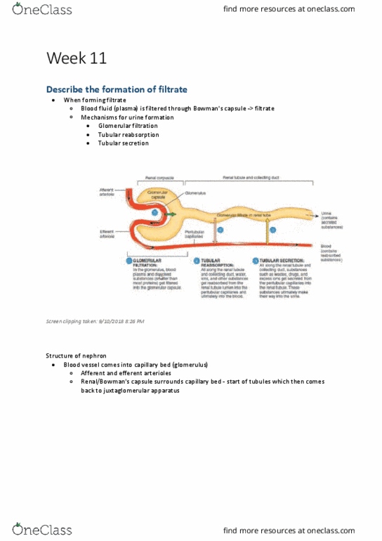 BM1042 Lecture Notes - Lecture 11: Sodium-Potassium Alloy, Collecting Duct System, Oncotic Pressure thumbnail