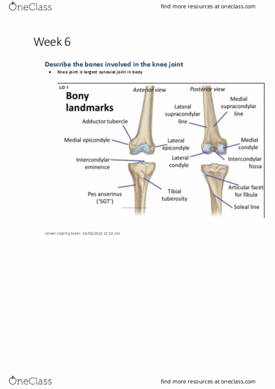BM1042 Lecture Notes - Lecture 6: Anatomical Terms Of Motion, Popliteal Fossa, Malleolus thumbnail