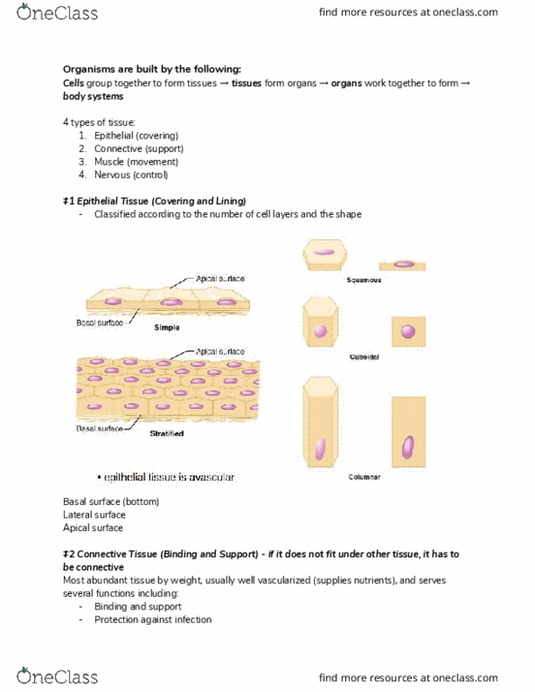 HTHSCI 1H06 Lecture Notes - Lecture 3: Defensin, Apoptosis, Elastin thumbnail