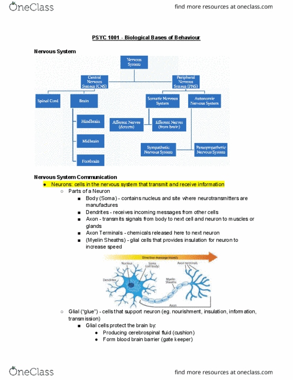 PSYC 1001 Lecture Notes - Lecture 3: Agonist, Action Potential, Acetylcholine thumbnail