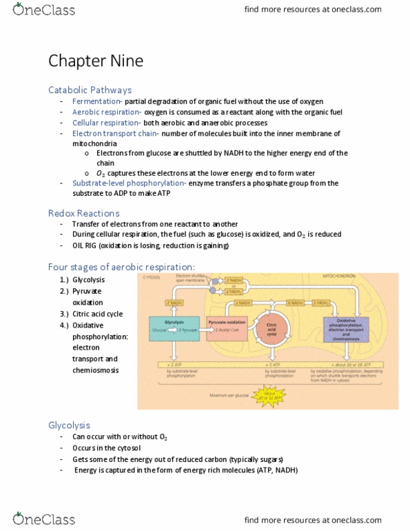 BIOL 102 Chapter 9: Cellular Respiration and Fermentation thumbnail