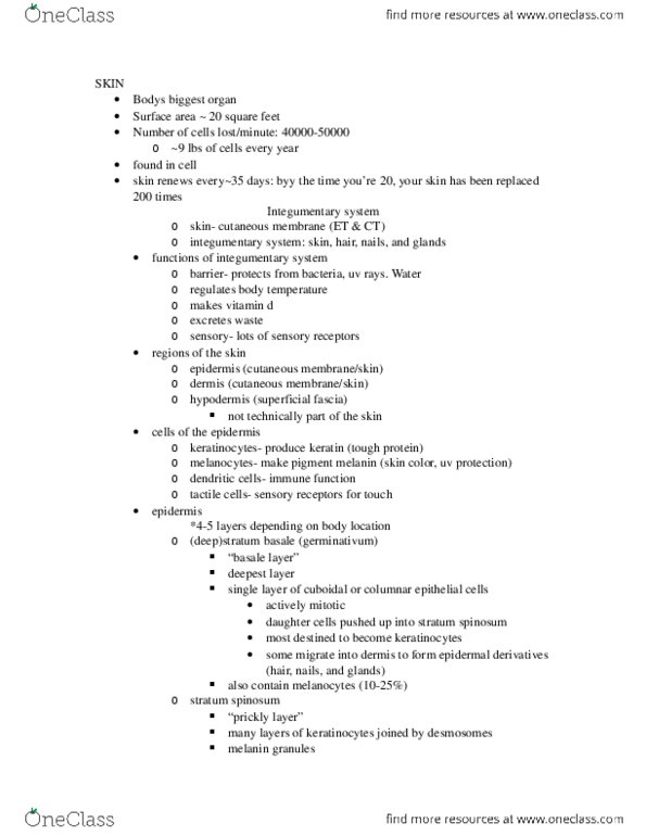 BIOL 2500 Lecture Notes - Subcutaneous Tissue, Hair Loss, Melanin thumbnail