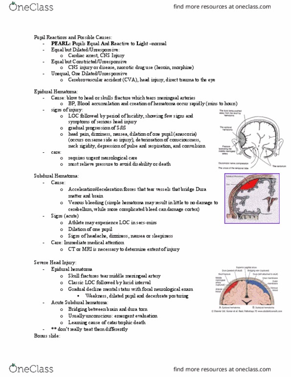 Kinesiology 2236A/B Lecture Notes - Lecture 22: Facial Nerve, Nasal Septum, Infraorbital Nerve thumbnail