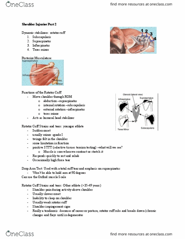 Kinesiology 2236A/B Lecture Notes - Lecture 31: Teres Minor Muscle, Infraspinatus Muscle, Subscapularis Muscle thumbnail