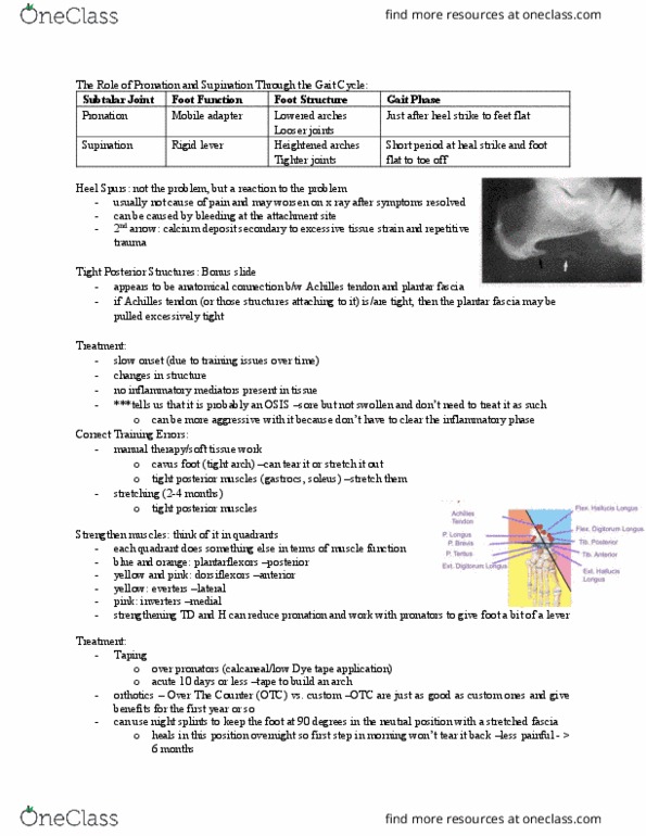 Kinesiology 2236A/B Lecture Notes - Lecture 37: Neuroma, Lateral Plantar Nerve, Anatomical Terms Of Location thumbnail