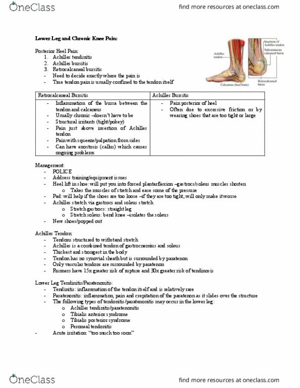 Kinesiology 2236A/B Lecture Notes - Lecture 43: Microtrauma, Collagen, Ankle thumbnail