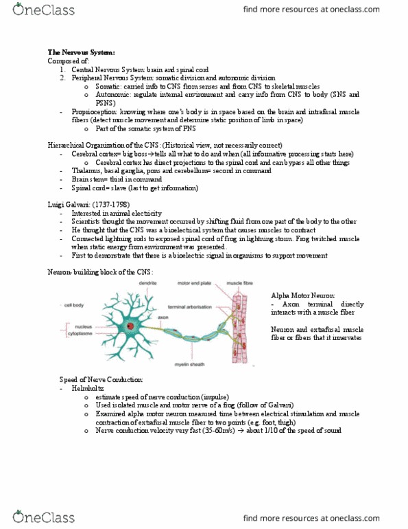 Kinesiology 1080A/B Lecture Notes - Lecture 2: Extrafusal Muscle Fiber, Nerve Conduction Velocity, Luigi Galvani thumbnail