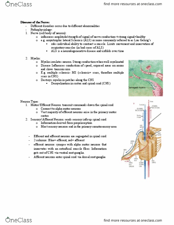 Kinesiology 1080A/B Lecture Notes - Lecture 3: Amyotrophic Lateral Sclerosis, Dorsal Root Ganglion, Extrafusal Muscle Fiber thumbnail