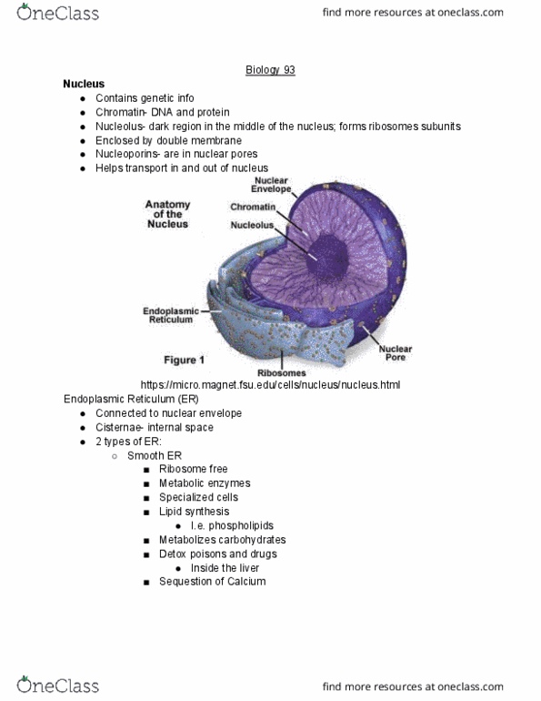 BIO SCI 93 Lecture Notes - Lecture 8: Golgi Apparatus, Organelle, Nuclear Membrane cover image