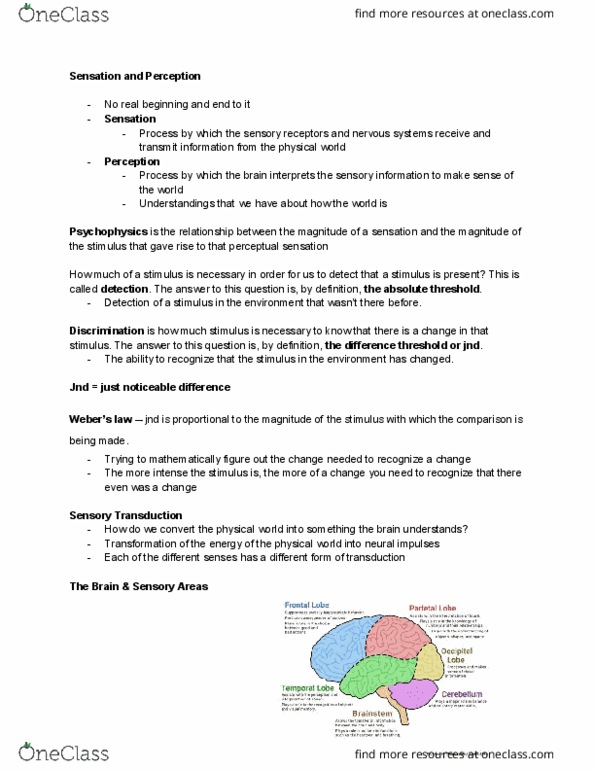 Psychology 1100E Lecture Notes - Lecture 9: Optical Rotation, Ciliary Muscle, Ganglion Cell thumbnail