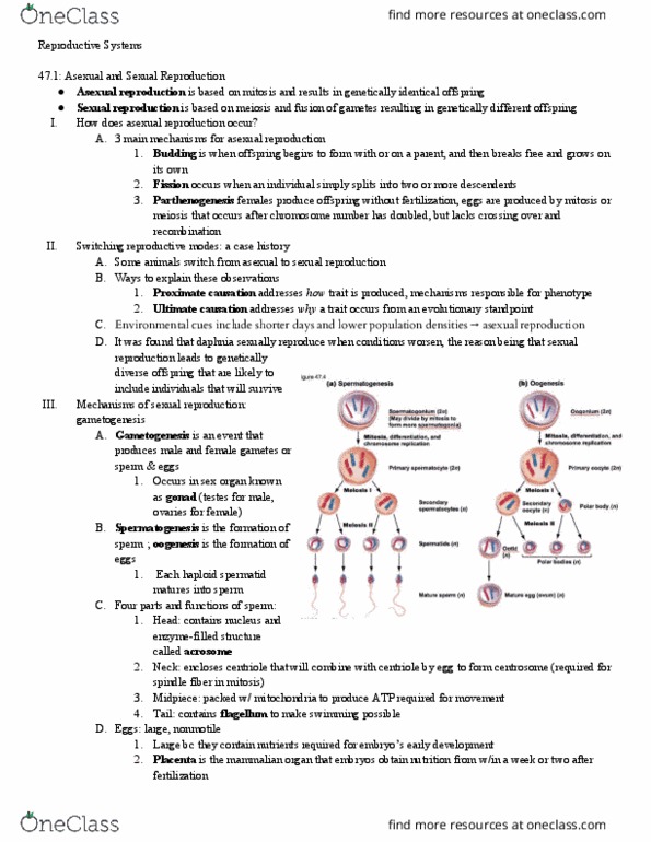 BIOL 1107 Chapter Notes - Chapter 47: Zona Pellucida, Cloaca, Zygote thumbnail