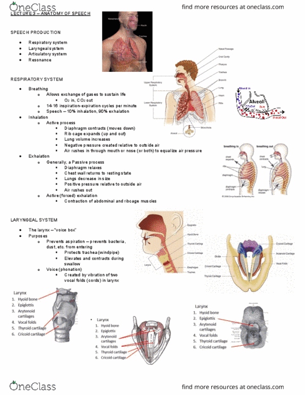 Communication Sciences and Disorders 4411A/B Lecture Notes - Lecture 3: Rib Cage, Vocal Folds, Phonation thumbnail
